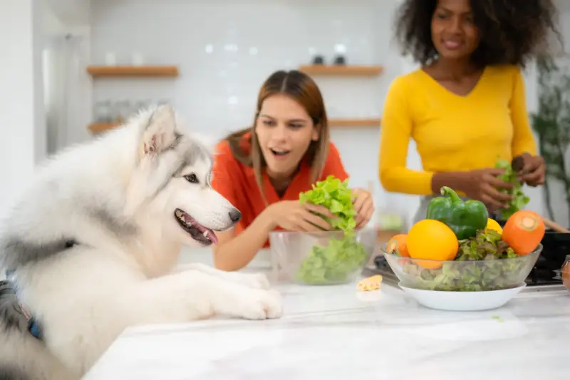Dog Superfoods