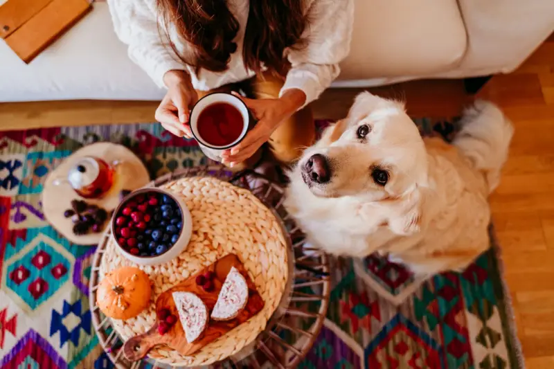 Dog Superfoods