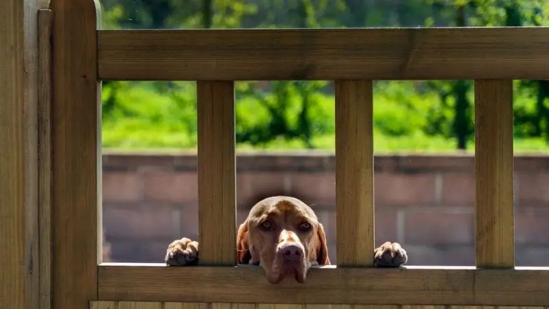 Mantenimiento de la cerca para cachorros