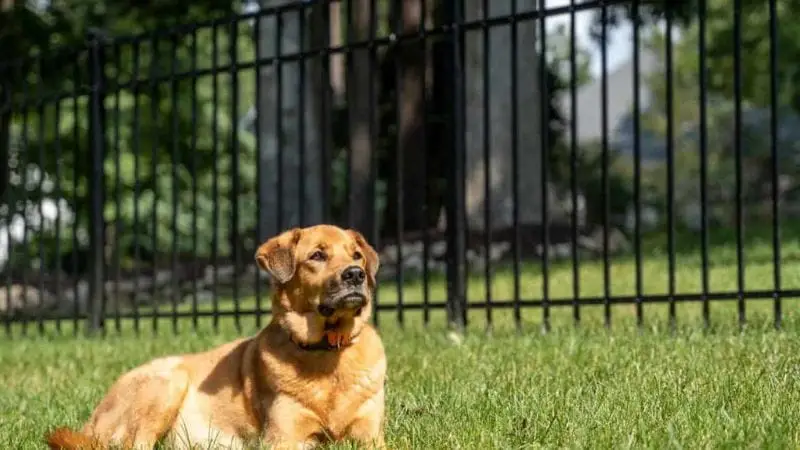 Cane sotto il recinto