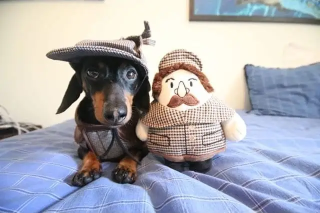 Dachshundar í fötum