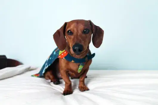 Dachshundar í fötum