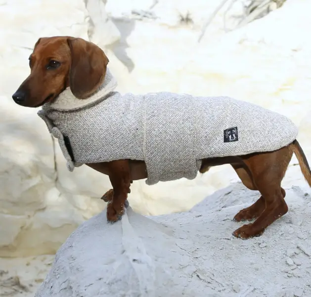Dachshundar í fötum