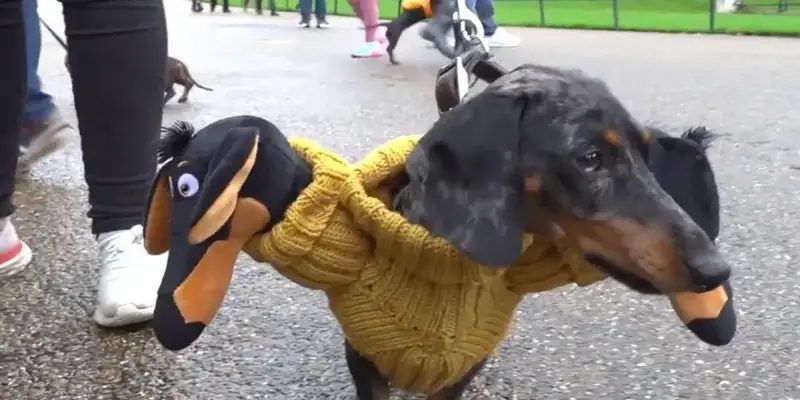 Dachshundar í fötum