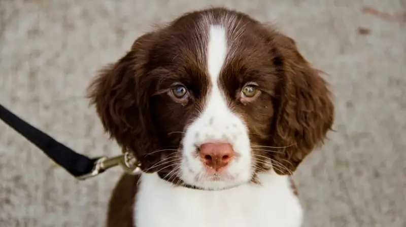 Angielskie Springer Spaniele