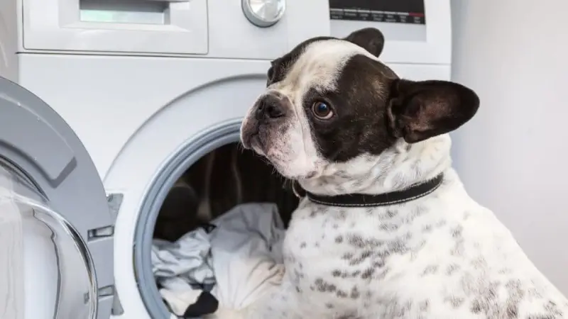 Kan hundhalsband gå i tvättmaskinen?