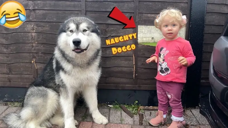 Sunt Alaskan Malamutes câini buni de familie?