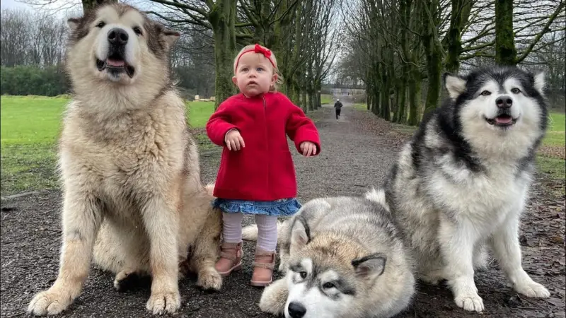 Sunt Alaskan Malamutes câini buni de familie?