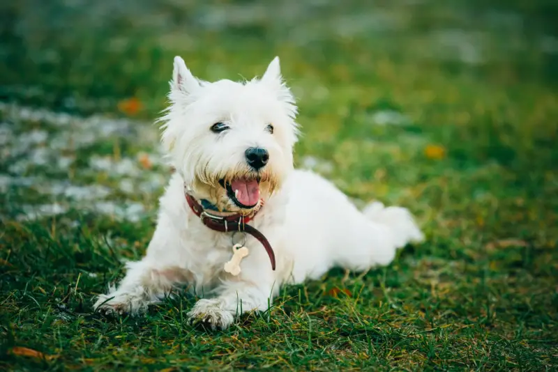 durée de vie du westie