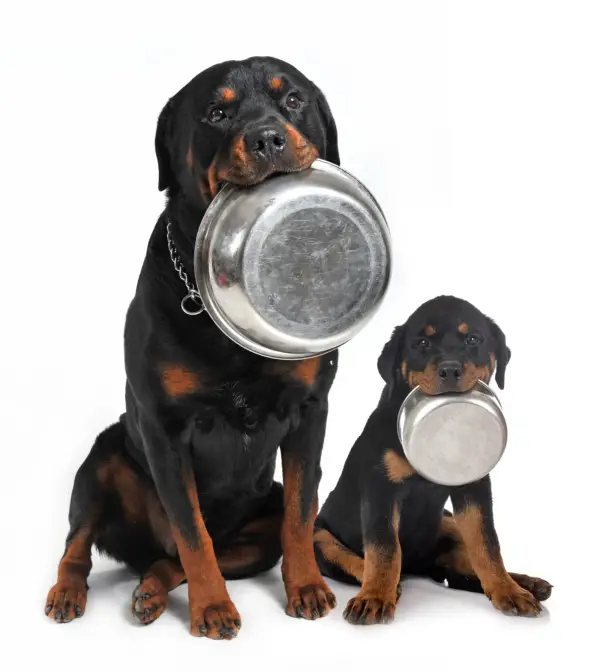 罗威纳犬的最佳幼犬食品