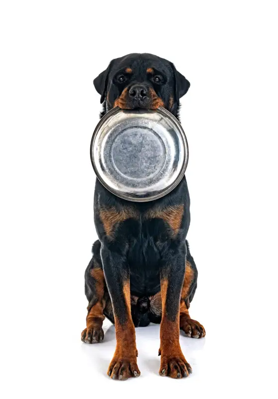 罗威纳犬的最佳幼犬食品