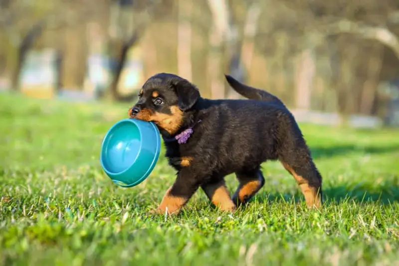罗威纳犬的最佳幼犬食品