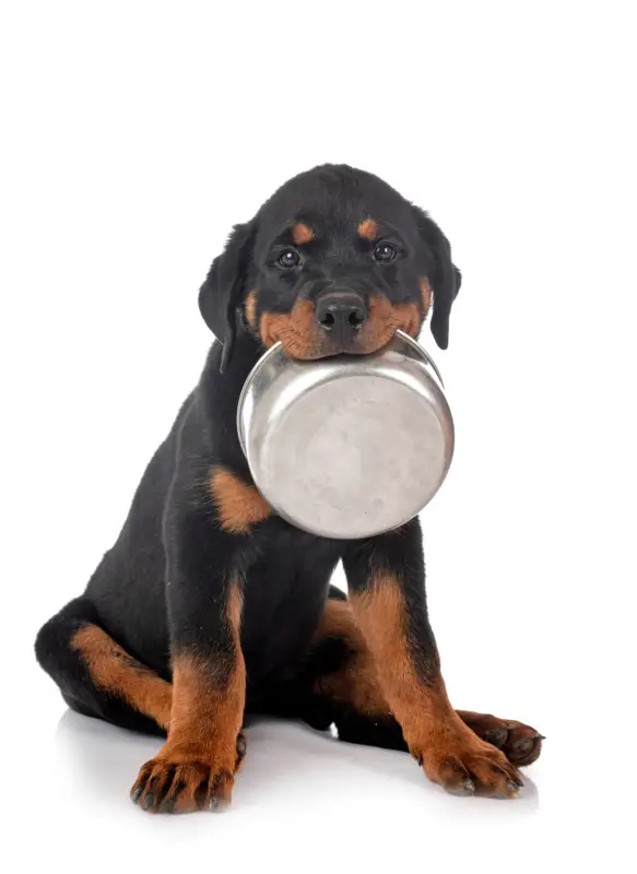 罗威纳犬的最佳幼犬食品