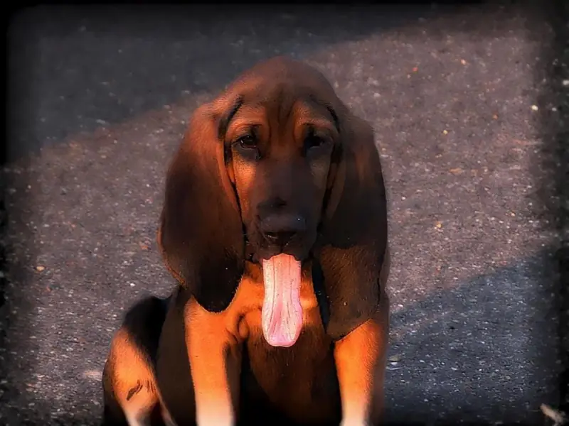 Bloodhound מחיר