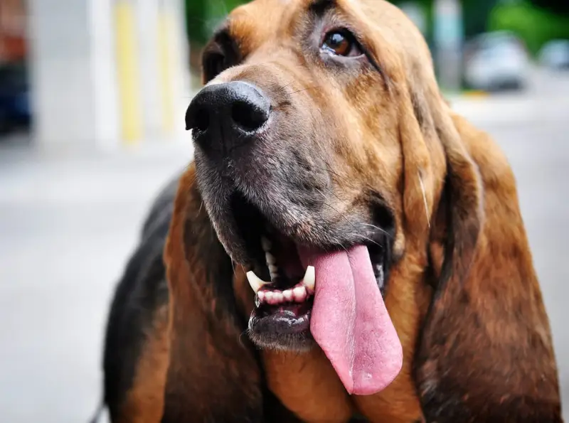Bloodhound מחיר