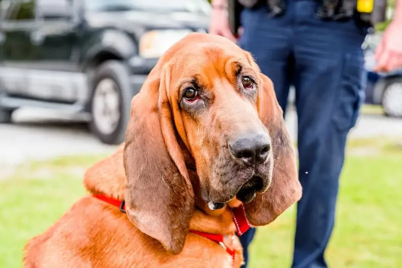 Bloodhound מחיר