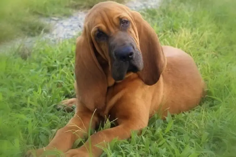 Bloodhound מחיר
