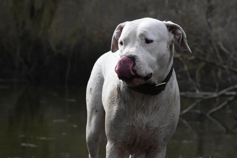Dogo Argentino verð