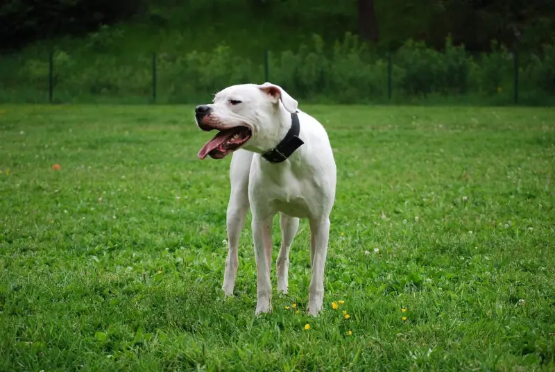 Dogo Argentino verð