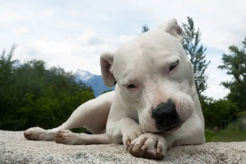 Dogo Argentino verð