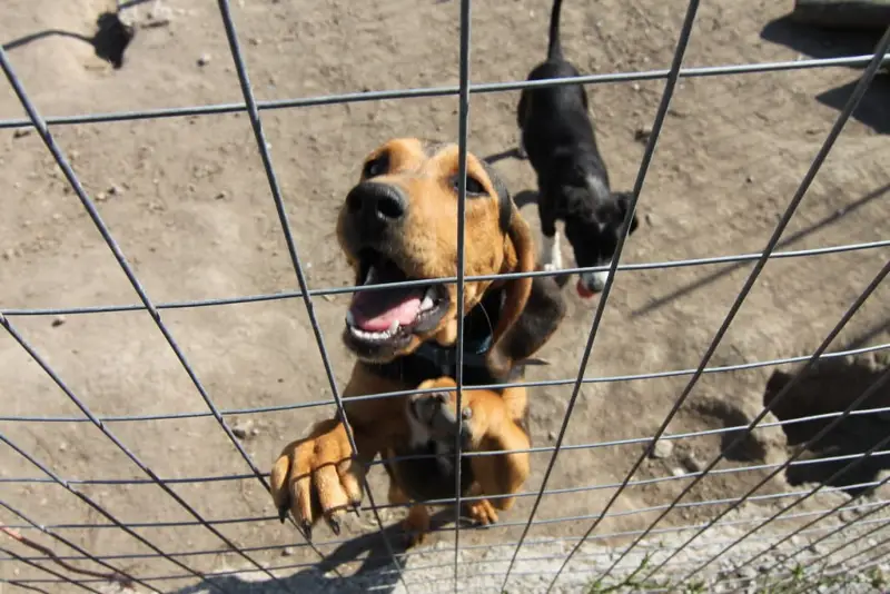 Perrera grande para perros al aire libre