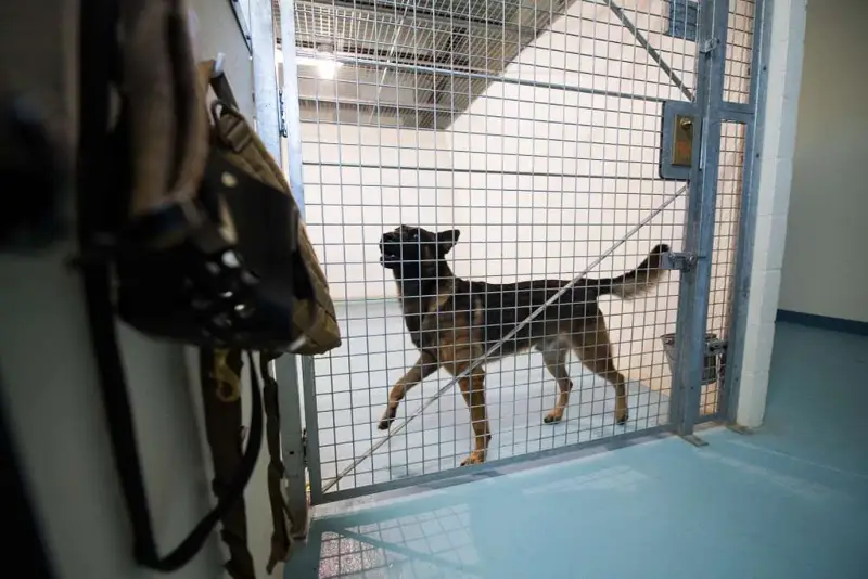 Perrera grande para perros al aire libre