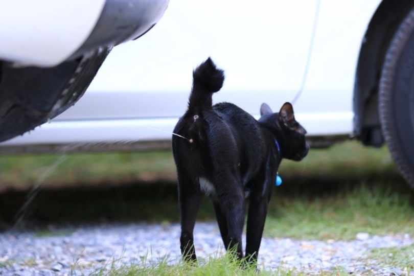 Stříkají kastrované kočky stále? Vysvětlení kočičí biologie (odpověď veterináře)