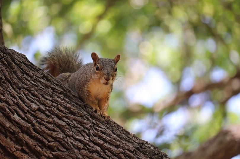 pes-skákání-na-stromu-chasing-squirrel__alexei_tm_shutterstock