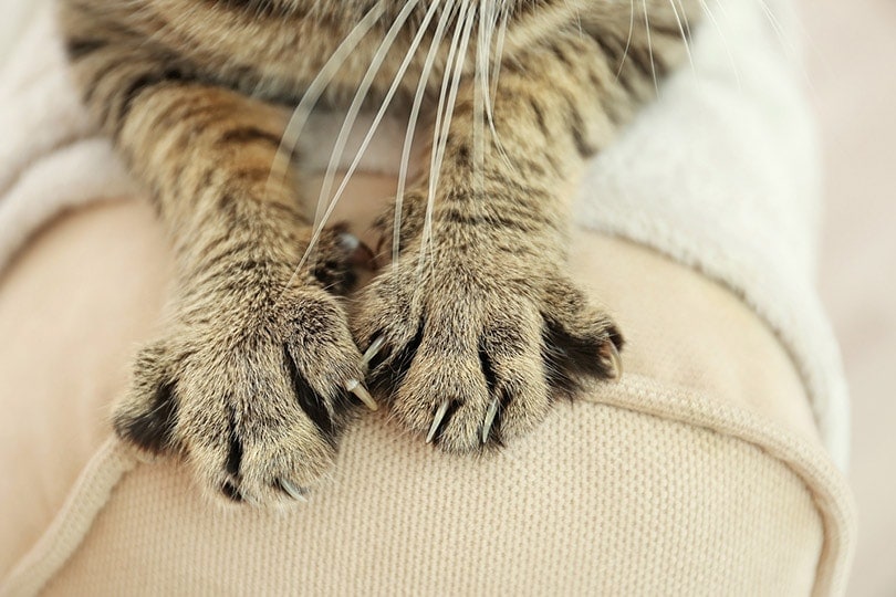 Shazují kočky drápy? Odpověď schválená veterinářem