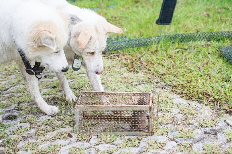 Pokousaný pes krysou? Zde je to, co dělat (odpověď veterináře)