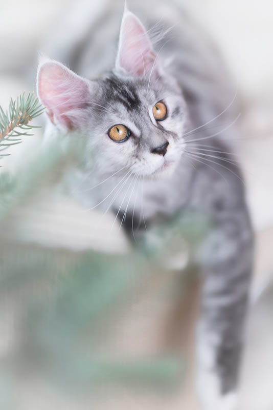 stříbrná mainská mývalí