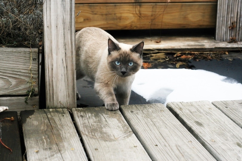 Siamská kočka Tortie Point_Lily2025_Pixabay