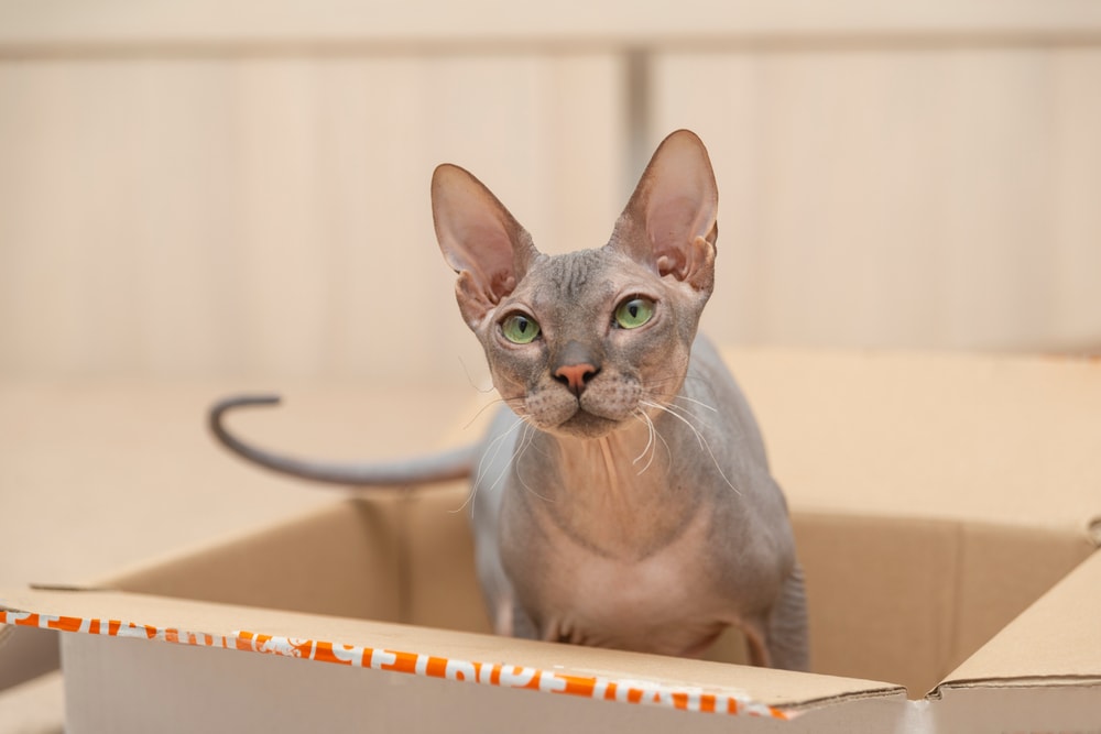 Kotě Don Sphynx