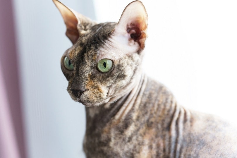 chytrý donský sphynx