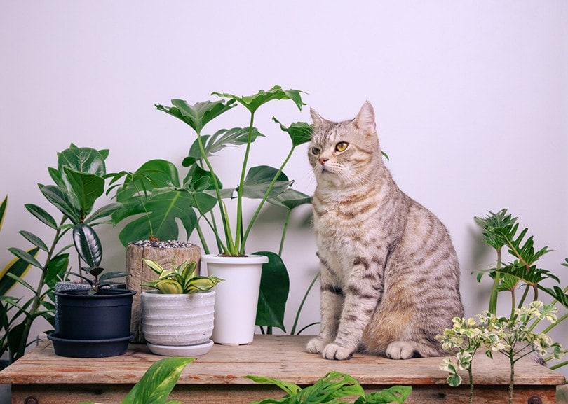 Pokojová rostlina pro kočky filodendron