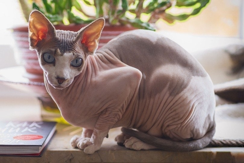 šedá sphynx kočka na dřevěný stůl