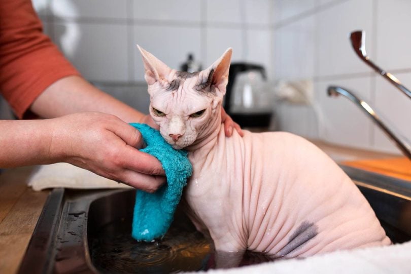 koupání sphynx kočka