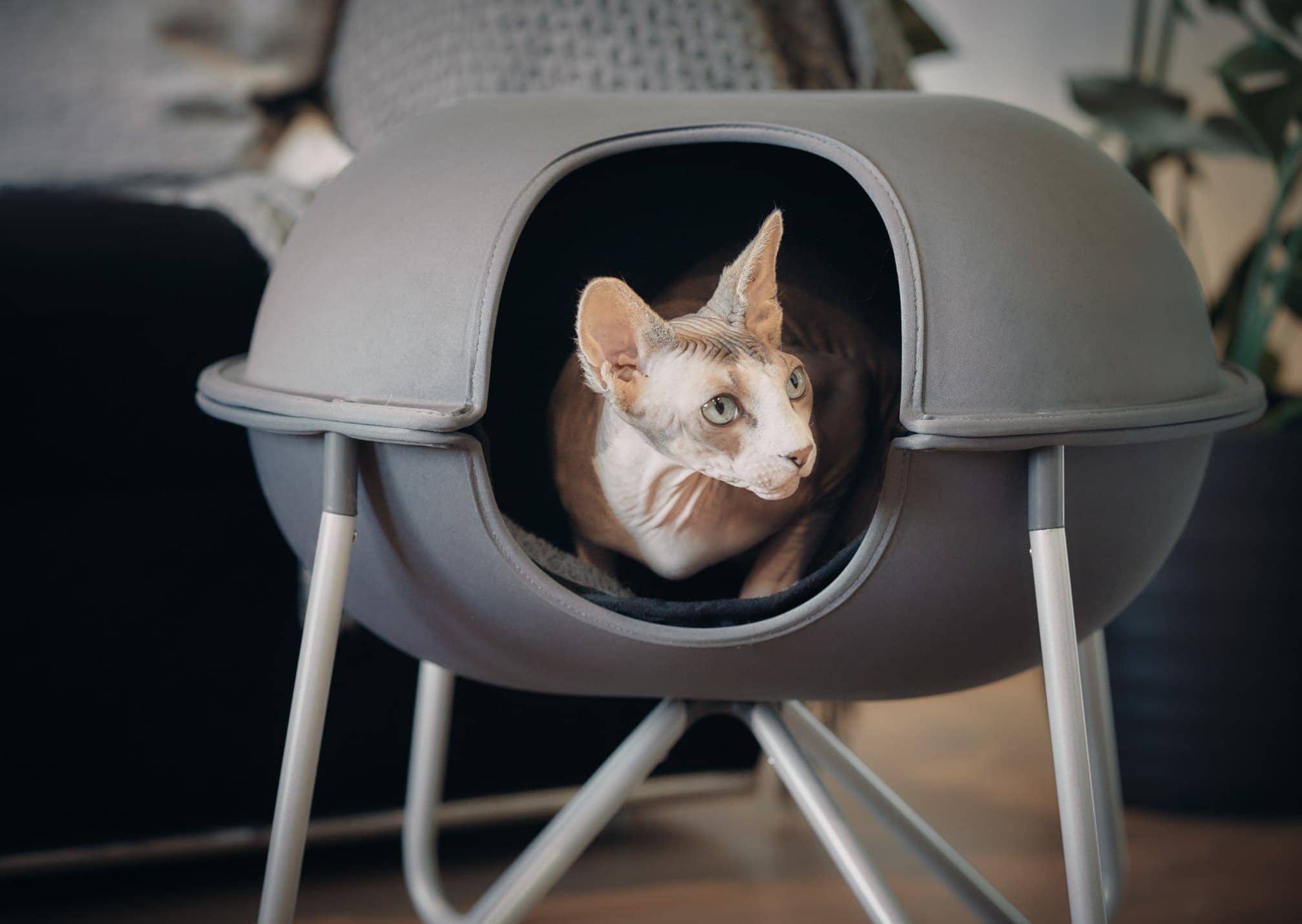 hepper pod postel sphynx kočka wrinkley zvědavý