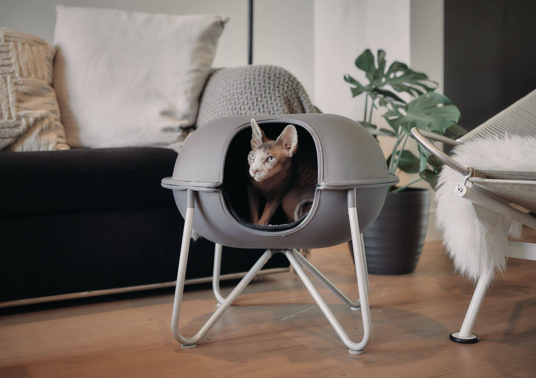 hepper pod postel obývací pokoj bezsrstý sphynx