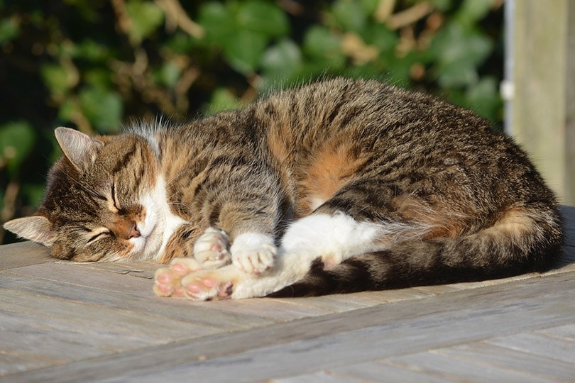 Kolik kočky spí? Fakta zkontrolovaná veterinářem a časté dotazy