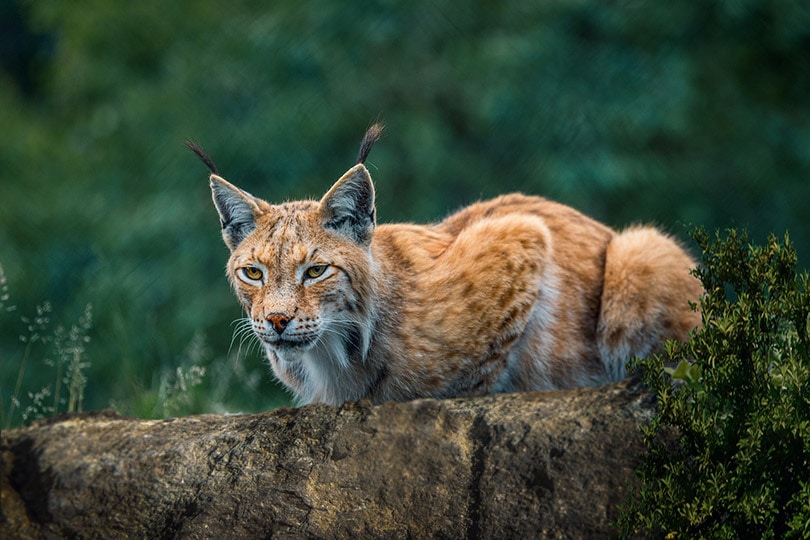 bobcat v zoo