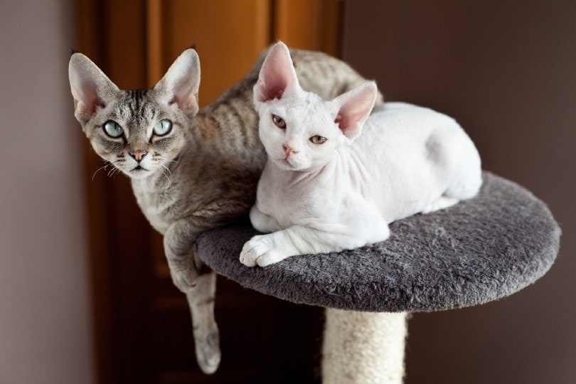 dvě kočky devon rex sedí na škrabadle