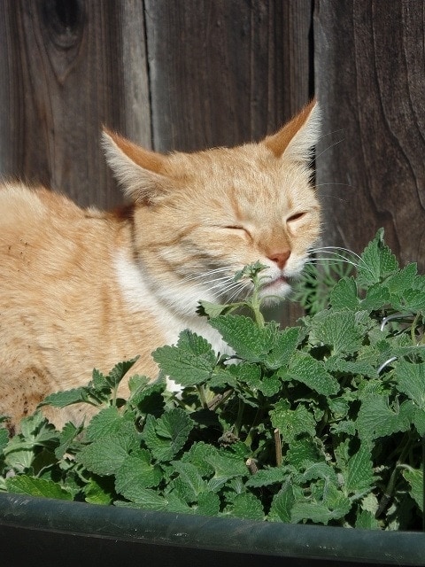 Kočka s catnip