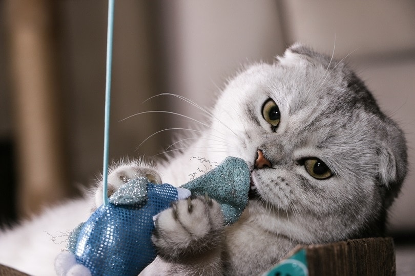 stříbrná činčila hrací hračka Scottish fold