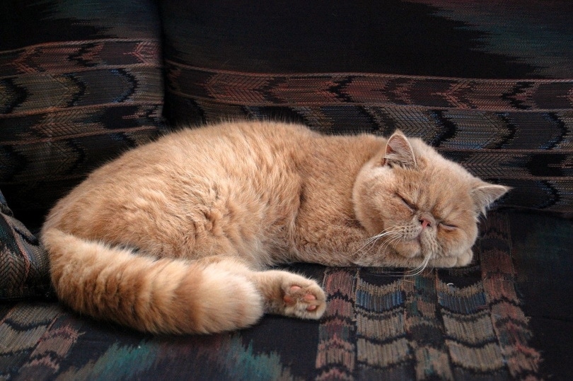Vědí kočky, kdy umírají? 3 Veterináře zkontrolované příznaky a tipy pro pohodlí