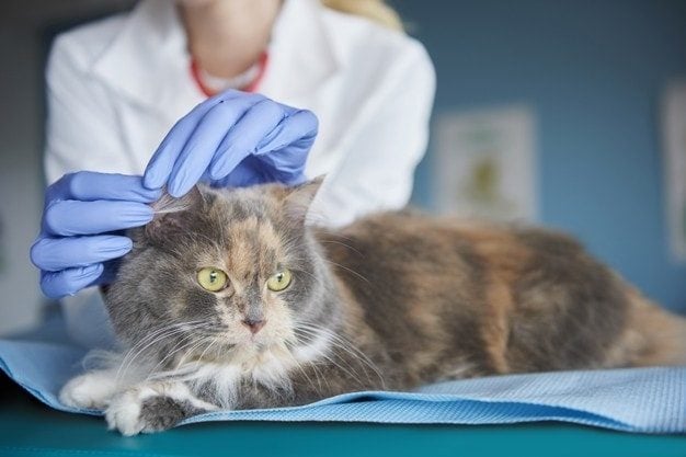 veterinář-kontrola-kočky-ucho