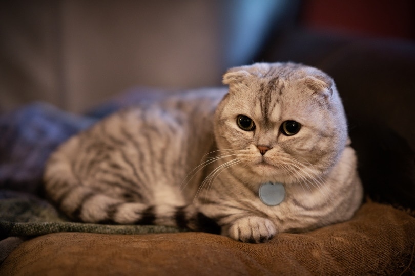 Kočičí plemeno Scottish Fold Munchkin Mix: Informace, obrázky, vlastnosti a fakta