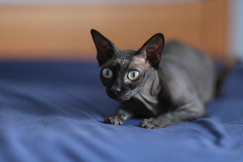 černá kočka sphynx ležící na posteli