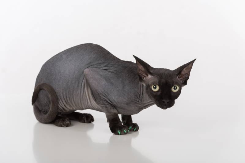 Zvědavá a vyděšená černá kočka Sphynx se zelenými nehty