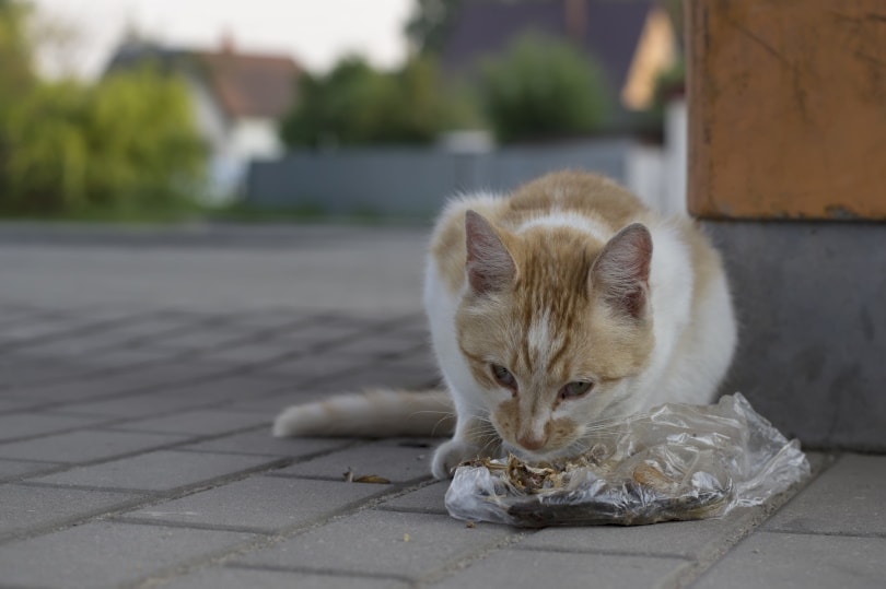 Proč kočky jedí plasty? 4 důvody schválené veterinářem a jak to zastavit